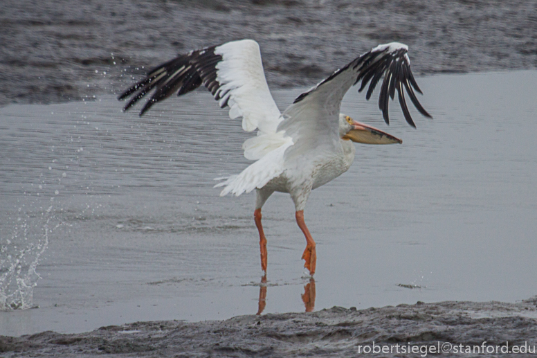 pelican